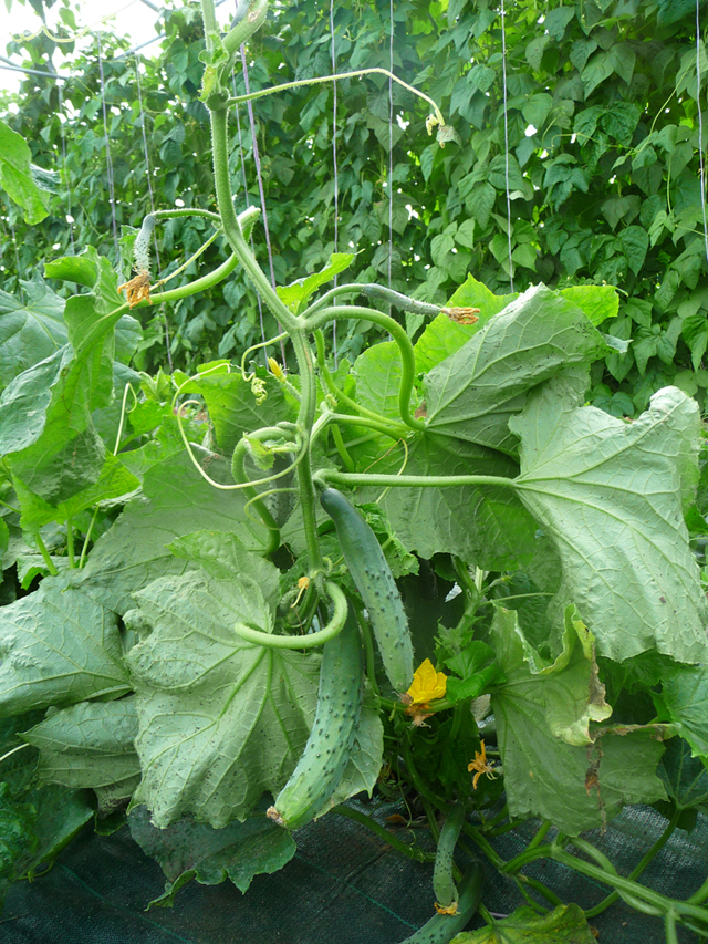 16-06-25_PtitsLegumes07