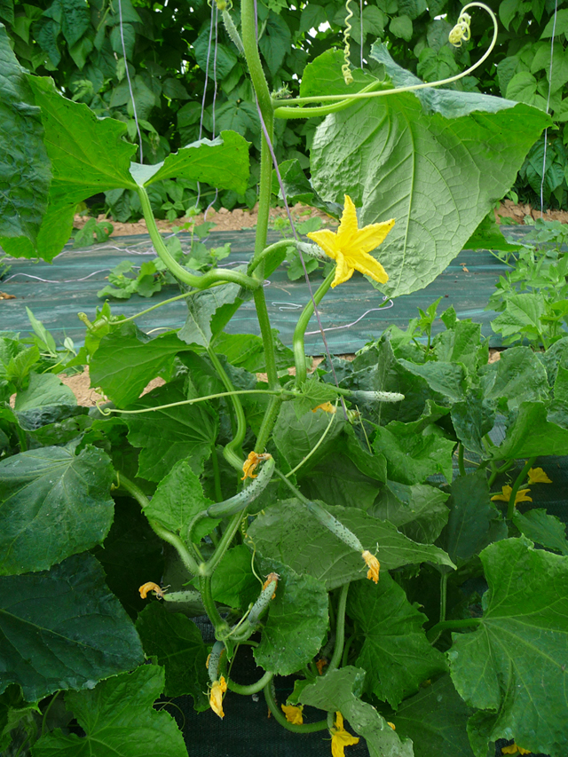 16-06-25_PtitsLegumes08