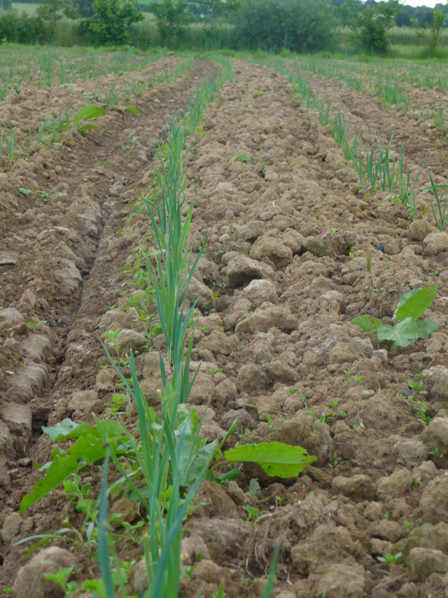 16-06-25_PtitsLegumes11