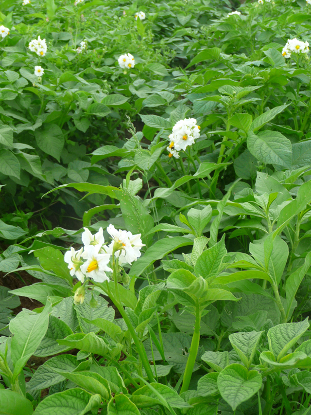 16-06-25_PtitsLegumes12