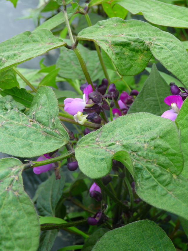 16-06-25_PtitsLegumes13