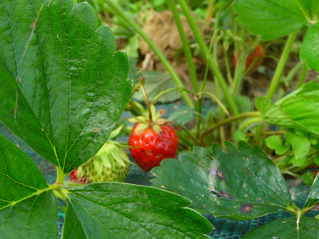 16-06-25_PtitsLegumes15