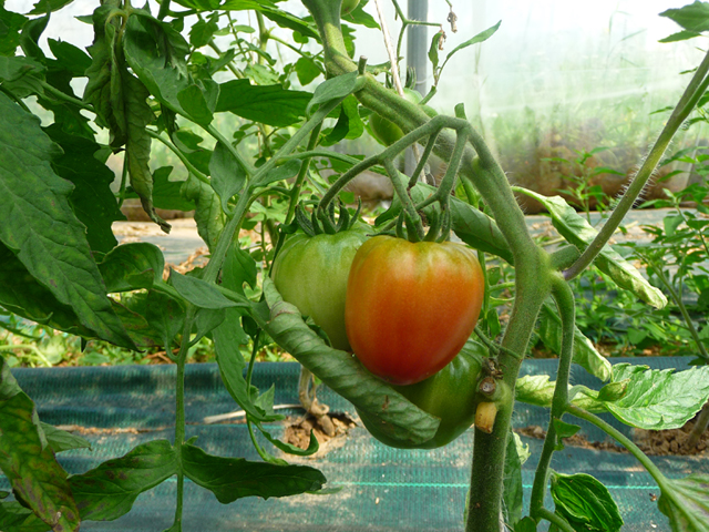 16-06-25_PtitsLegumes16