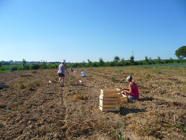 Chantier ptits legumes-01