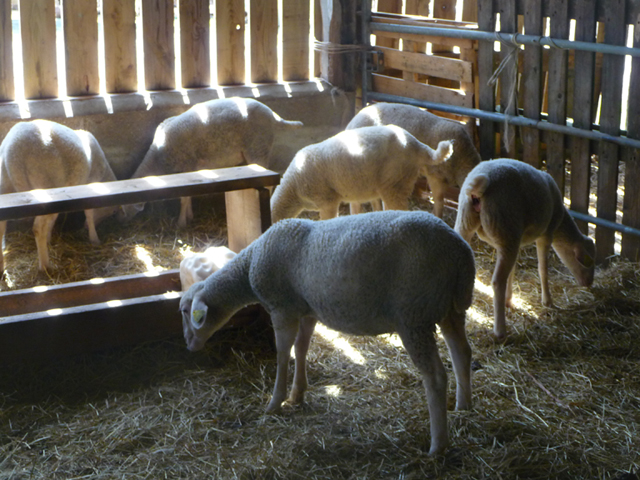 Ferme de Quinrouet_02