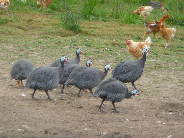 Ferme de Thibault_02