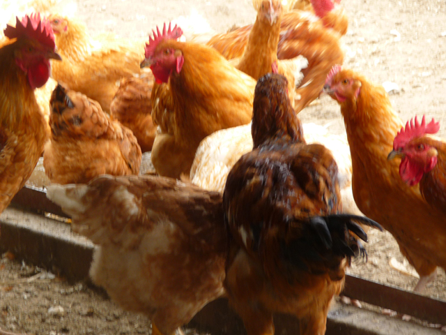 Ferme de Thibault_03