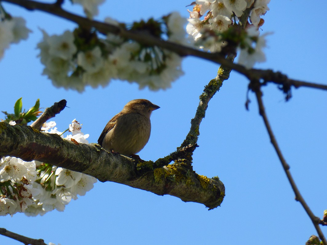 Moineau domestique femelle