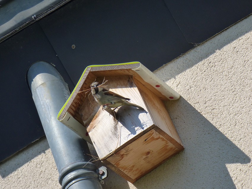 Moineau domestique mâle